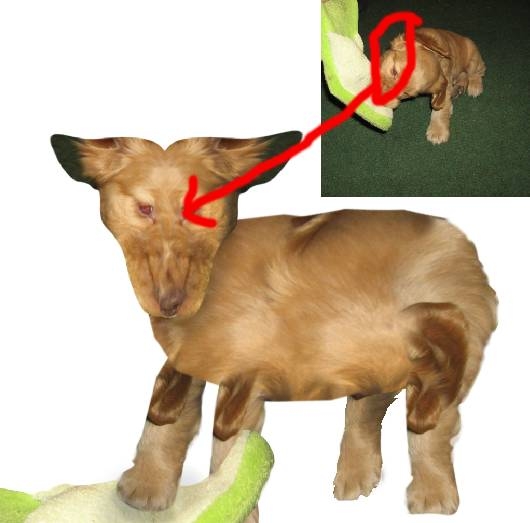 Creation of Puppy Transformation: Step 2